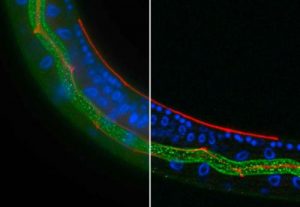 BX3 and Deconvolution