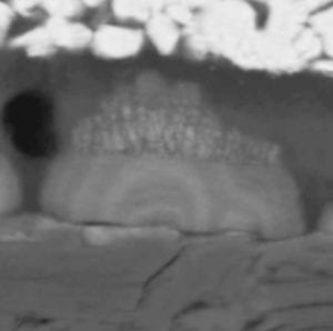 lithium-ion-dendrites