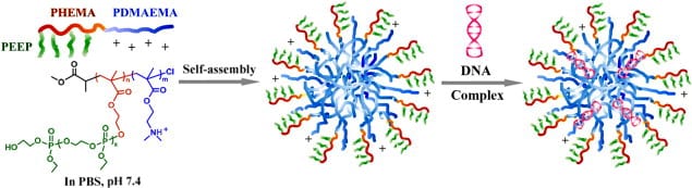 Schematic depiction of the construction of brush copolymer/DNA complexes as DNA delivery vector.