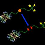 cleavable biotin-polymer conjugate