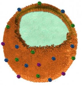 Engineers at the University of California, San Diego have invented a "nanosponge" capable of safely removing a broad class of dangerous toxins from the bloodstream, including toxins produced by MRSA, E. Coli, poisonous snakes and bees. The nanosponges are made of a biocompatible polymer core wrapped in a natural red blood cell membrane. Image: Zhang Research Lab.
