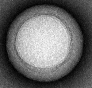 Transmission electron microscopy demonstrated that the nanosponges are approximately 85 nanometers in diameter. Image: Zhang Research Lab, UC San Diego Jacobs School of Engineering.