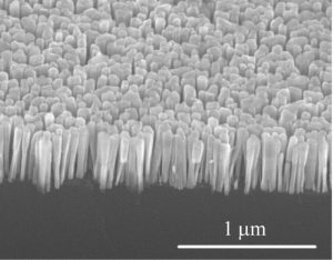 Nanowires growing on silicon. Image: Pallab Bhattacharya.