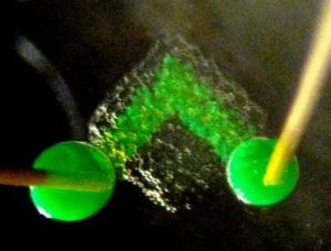 A custom-built programmable 3D printer can create materials with several of the properties of living tissues, Oxford University scientists have demonstrated: Droplet network c.500 microns across with electrically conductive pathway between electrodes mimicking nerve. Oxford University/G Villar.