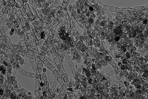 A high-resolution microscopic image of a new type of nanostructured-carbon-based catalyst developed at Los Alamos National Laboratory that could pave the way for reliable, economical next-generation batteries and alkaline fuel cells. Image: Los Alamos National Laboratory.