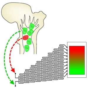 Microfluidic generation of gradient hydrogels to modulate hematopoietic stem cell culture environment