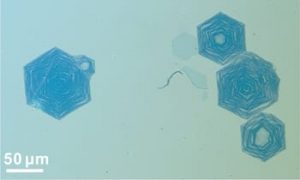 This set of hexagonal graphene "onion rings" was grown at Rice University. The rings represent the first example of graphene nanoribbons grown from the bottom up – that is, atom by atom – via chemical vapor deposition. Image: Tour Group/Rice University.