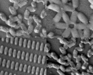 Researchers at MIT and the University of North Carolina created these coated nanoparticles in many shapes and sizes. Kevin E. Shopsowitz and Stephen W. Morton.