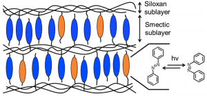 LC-elastomer