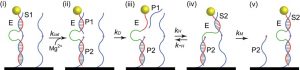 This illustration depicts the walking mechanism of a new type of DNA motor that researchers have demonstrated by using it to transport a nanoparticle along the length of a carbon nanotube. Image: Purdue University/Tae-Gon Cha.