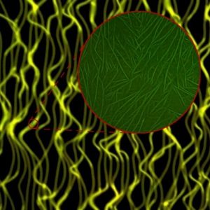 network of polymer crystalline fibrils