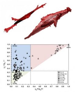 nist-bioscaffold-characterization