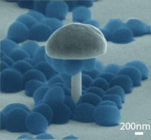 Scanning electron microscopy image of bacterial cells (blue) suspended from the mushroom-shaped nanostructure's overhangs. Image: Mofrad lab and the Nanomechanics Research Institute.