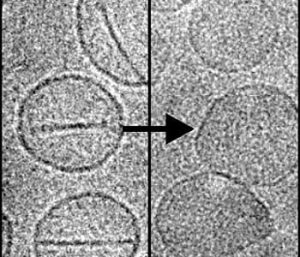 The image shows a nanoballoon before (left) and after (right) being hit by a red laser. The laser causes the balloon to pop open and release the anti-cancer drugs directly at a tumor. Image: Jonathan Lovell.