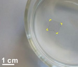 A square-centimeter sheet of rebar graphene floats in water. The rebars allow the sheet to be transferred from one surface from another without using polymer in an intermediate step. The process was created in the lab of chemist James Tour at Rice University. Image: Tour Group/Rice University.