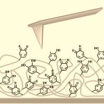 boosting-dopa-mediated-adhesion