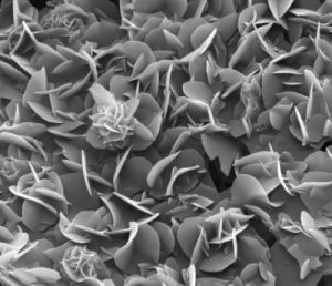 These "microflowers" are made of PPPI, the world's most mechanically stable organic polymer. The blossoms are approximately five microns wide. Image: TU Vienna.