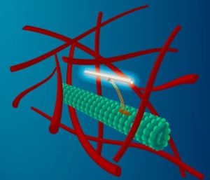 A thin carbon nanotube is attached to a molecular motor (yellow) that moves along microtubule filaments (green) that form the transport network of cells. This transport occurs in the highly crowded environment of the cytoplasm that includes a network of actin filaments (red). The fluorescent nanotube serves as a beacon for both the transport along the microtubule, as well as the buffeting of the microtubule by the highly agitated surrounding cytoplasm. Image: M. Leunissen, Dutch Data Design.