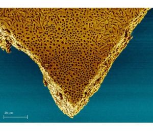 A talent for motion: thanks to its pores and chemical structure, the membrane developed by the scientists from the Max Planck Institute of Colloids and Interfaces curls faster and more vigorously than comparable actuators. Image: MPI of Colloids and Interfaces 