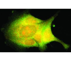 functionalised-nanorods