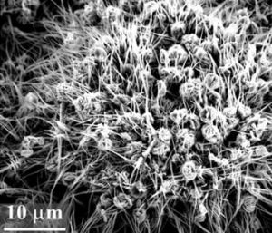 microscale-superhydrophobicity