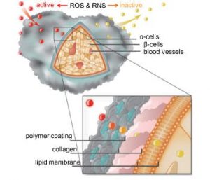 Polymer coating protects pancreatic islet cells by deactivating inflammatory reactive oxygen (ROS) and nitrogen species (RNS).