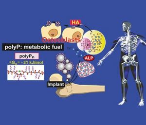 07Fig_Pleni_PolyP_Nanop41