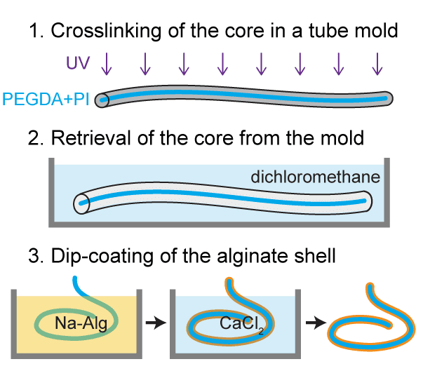 fabrication of a hydrogel optical fiber