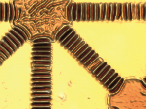 Integrating "rigid island" on soft substrates