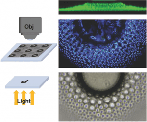 self-assembly of microlenses