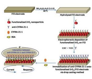 Fabrication Scheme of a Biosensor for Oral Cancer