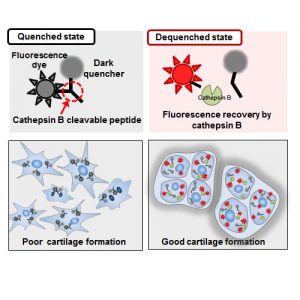 molecular-imaging-as-prediction-tool