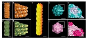 growing-bone-with-virus-nanoparticles.jpg