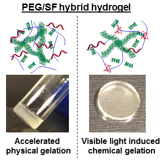 Make better PEG hydrogels with the help from silk fibroin