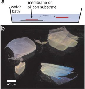 a) Illustration showing the immersion of the film–substrate in a water bath, and subsequent release of the film into the water. b) Floating PNIPAM films viewed from the side present colorful interference patterns.