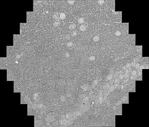 Zebrafish brain, 70 nm thick section, image acquired with MultiSEM 506 covering a hexagonal field of view of 200 µm x 180 µm at 5 nm pixel size. Courtesy of Christel Genoud, Friedrich-Miescher-Institute, Basel, Switzerland