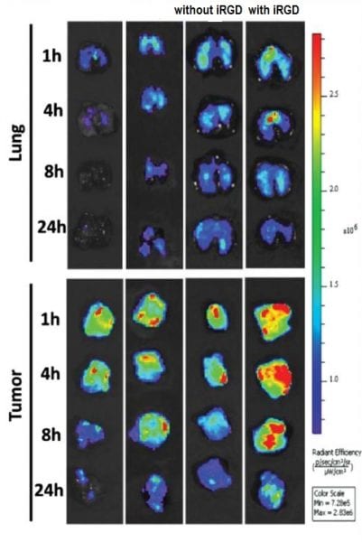 Tumor penetration of drug delivery system with and without iRGD