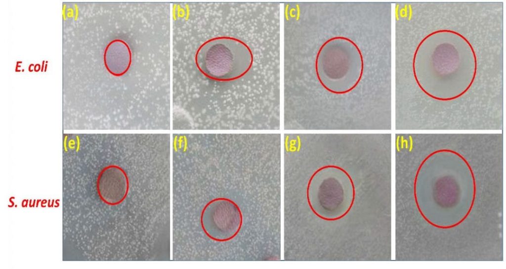 Bacteria-free zones around (a, e) pure leather samples, (b, f) chitosan-coated leather samples, (c, g) PEG-g-chitosan4%-coated leather samples, and (d, h) PEG-g-chitosan8%-coated leather samples.