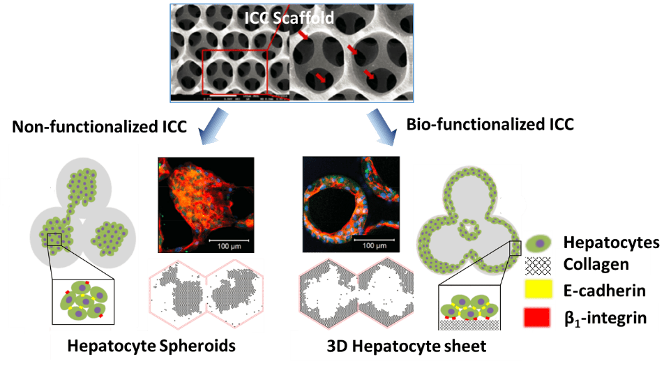 Biofuntionalized_Hydrogels_Tissue_Engineering