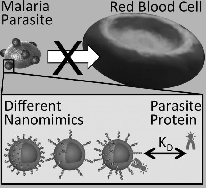 Polymer_based_Nanomimics_antimalarial