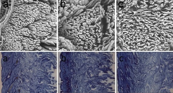 Leather treated with the amphiphilic acrylate copolymer