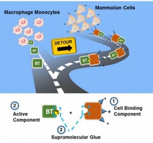 Toxin-Inspired Macromolecules Fabricated by Supramolecular Engineering and Rerouting of BT Enzymes into Mammalian Cells