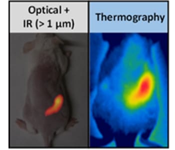 Thermography of NdVO4 nanoparticles in mice