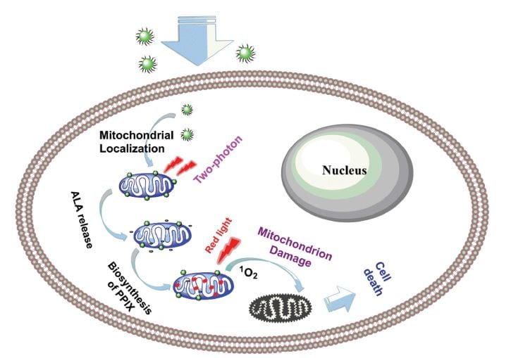 Schematic of photodynamic therapy mechanism-of-nanosystem