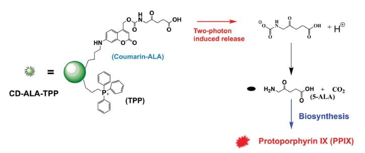 release and metabolism of bioprecursor