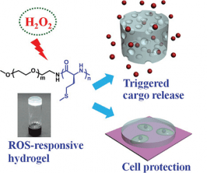 ROS-responsive hydrogel