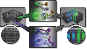 multiplexed-chronic-wound-SrtA-detection