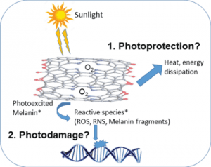 Melanin_photoprotection_vs_photodamage