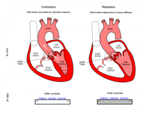 materials-for-cardiac-tissue-engineering