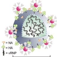 Gold Nanoparticles to Beat the Flu